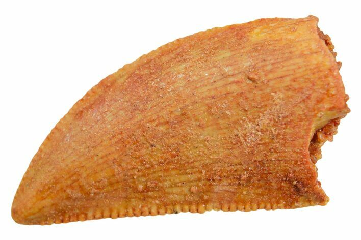 Serrated Raptor Tooth - Real Dinosaur Tooth #364831